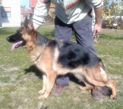Nemacki ovcar - stenci vrhunskog porekla Kucni ljubimci - Ponuda Srbija