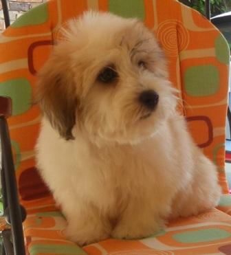 Na prodaju COTON DE TULEAR,  Tulearski pas Kucni ljubimci - Ponuda Srbija
