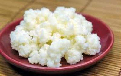 Tibetanska Kefir gliva - lekovita gljiva Zdravstvene usluge - Ostalo Srbija