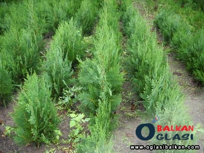 Rasprodaja tuja po ceni od 100 dinara Pomoc u kuci - Ponuda Srbija