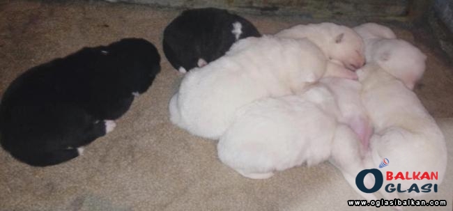 Akita inu stenci na prodaju Pancevo Kucni ljubimci - Ponuda Srbija