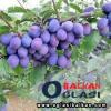 Proizvodnja i prodaja vocnih sadnica ,akcija februar Poljoprivreda - Sadnice Srbija